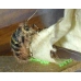 Belted Beauty Lycia zonaria a large egg batch